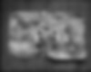A lack of hearing | Bulles tympaniques de rorqual de Minke,
Journal The New Chivalery,

daté du 15 octobre 1905, Nelson, Aotearoa-Nouvelle Zélande
Plancher du musée zoologique de Strasbourg
