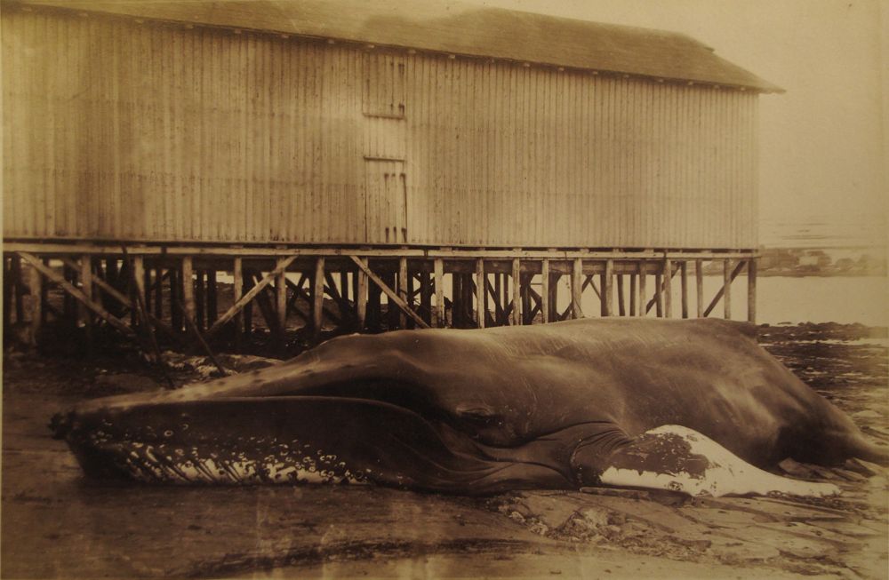 baleine à bosse échouée 1 | 