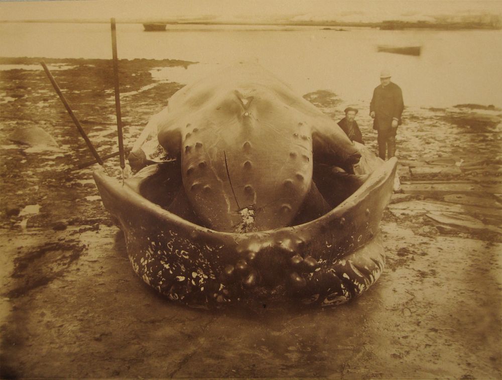 baleine à bosse échouée | 