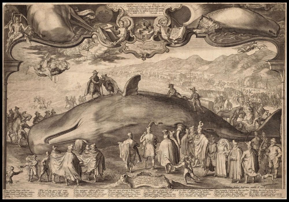 cachalot échoué 2 | Jan Saenredam
Gravure