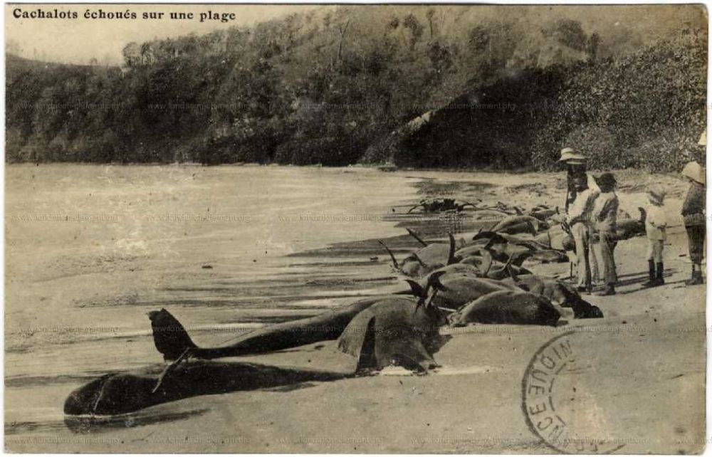 Cétacés échoués sur une plage | Cachalots échoués sur une plage,
Carte postale
Martinique