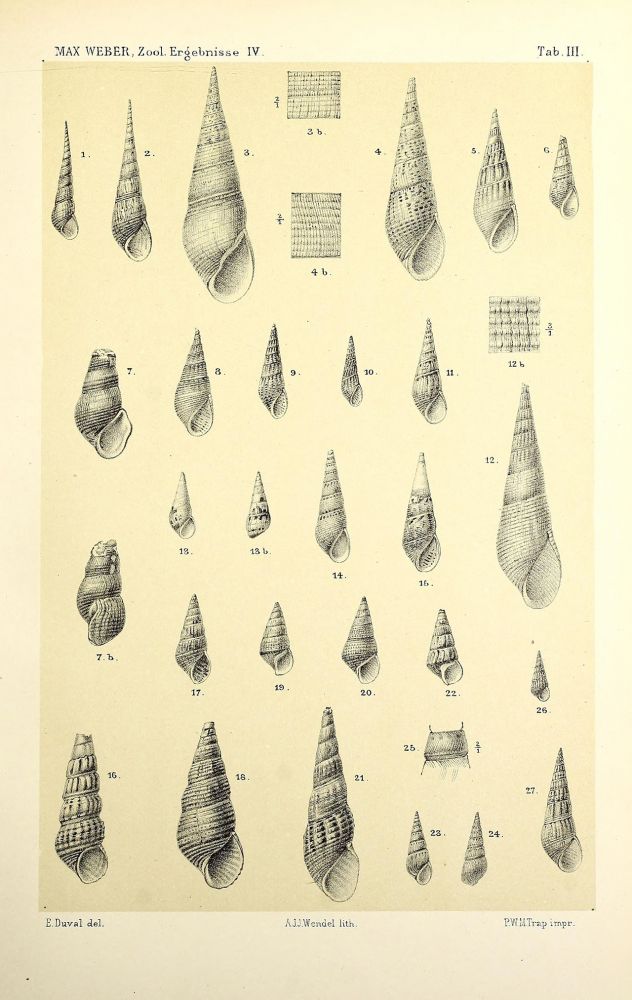conchyliologie | M.Weber, Planche de conchyliologie, 1881