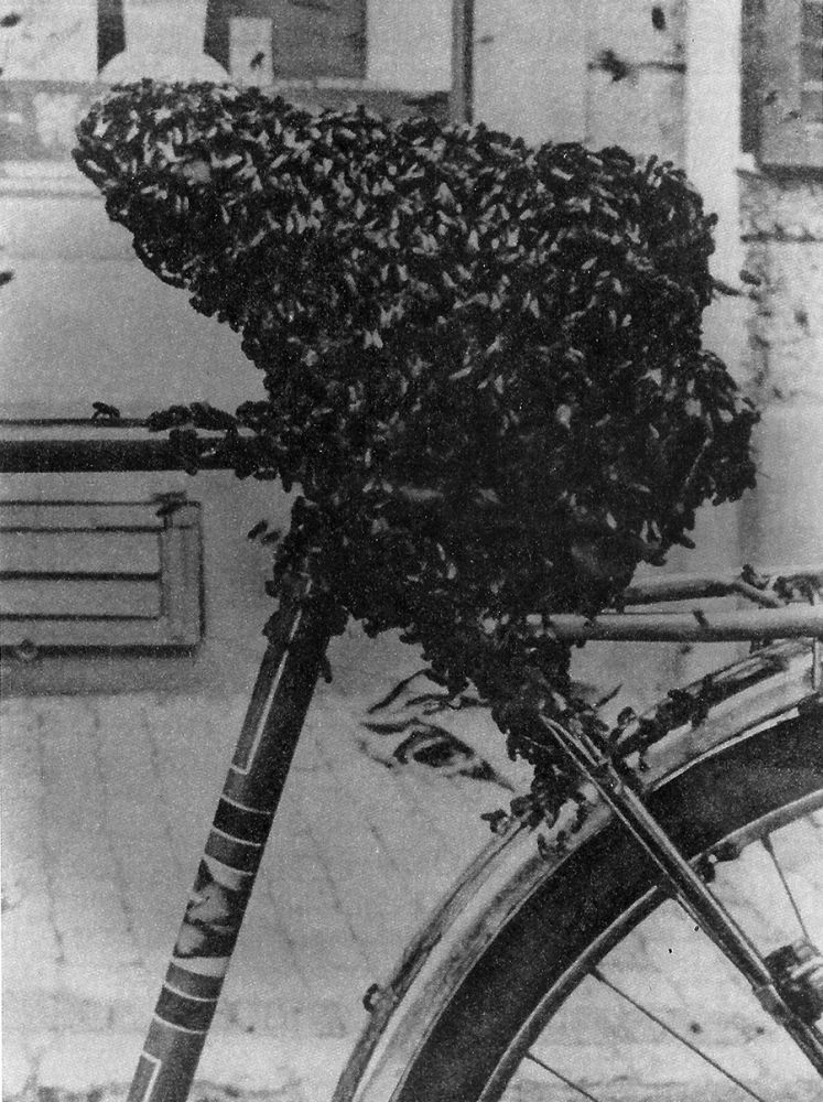 Essaim | Meret Oppenheim, La selle d'abeille, 23 × 17,5 cm, 1954