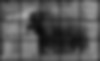 Gardien du verger | Lamassus (Les peuples de l'Ombre)
Vincent Chevillon
Photographies, cadre en acier
100 x 165 cm
2021