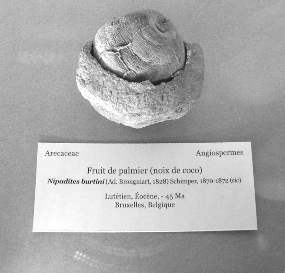 graine | Fruit de palmier (Noix de coco), -45000000