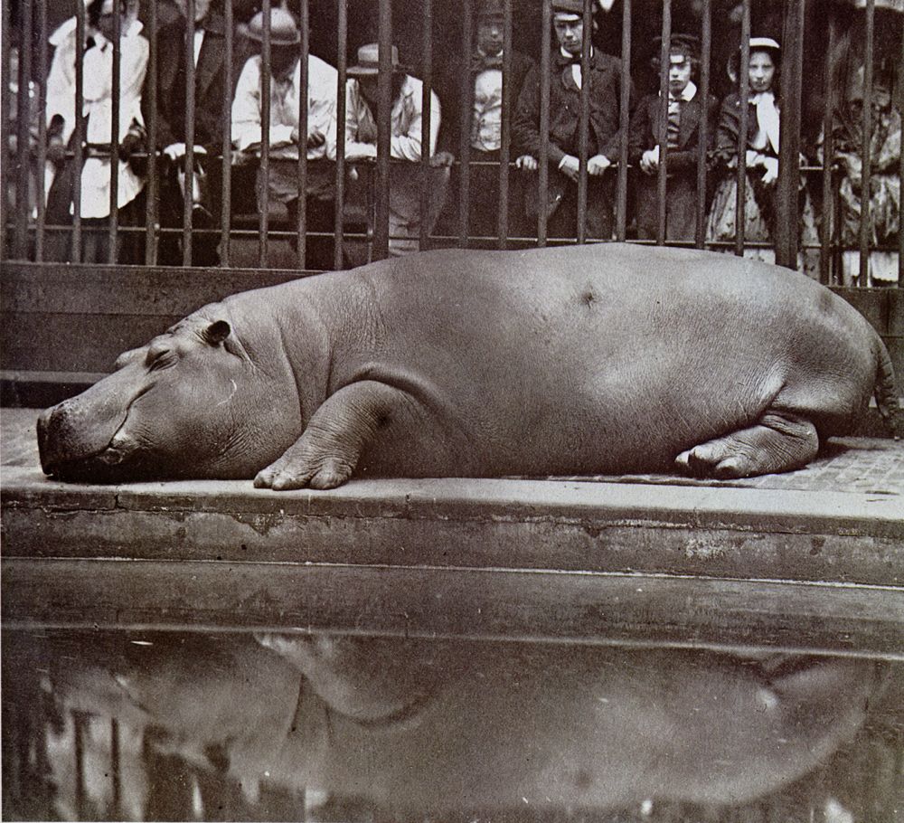 Hippopotame | Comte de Montizon, Hippopotame au jardin zoologique, 1855