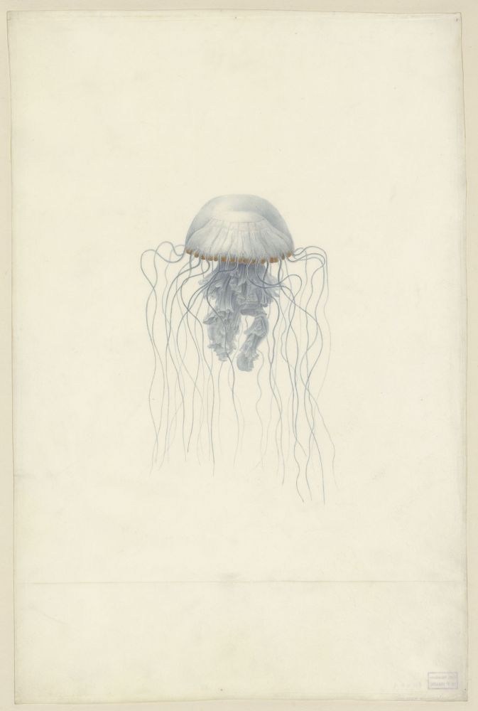 Méduse | Charles Alexandre Lesueur, Pelagia noctiluca, 1800