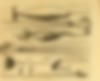 Narval 01 | Herrn Johann Anderson, narwal studies, 1746