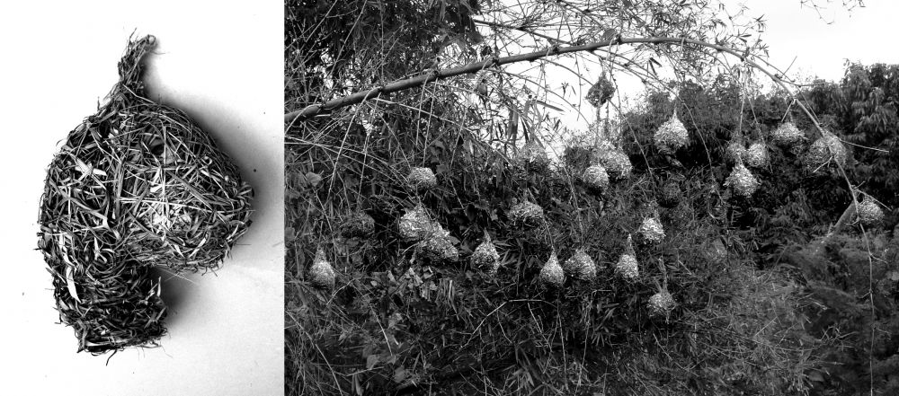 Nid de bellier | Ploceus cucullatus, nid , 2015