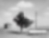 Paysage blessé | A Road through Shore Pine
Robert Adams
1970-2014