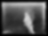 Pelorus jack 2 | Pelorus Jack
Photographer: F N Jones (b.1881, d.1962)