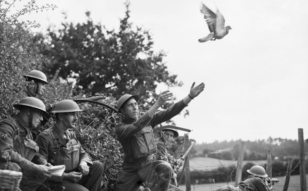 Pigeon voyageur | Des soldats britanniques envoient un pigeon voyageur, dans le sud de l'Angleterre, 1914