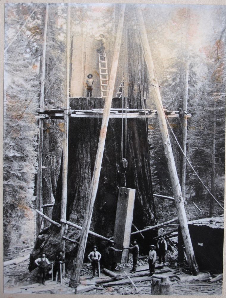 Sequoia géant | Sequoiadendron giganteum, 1892