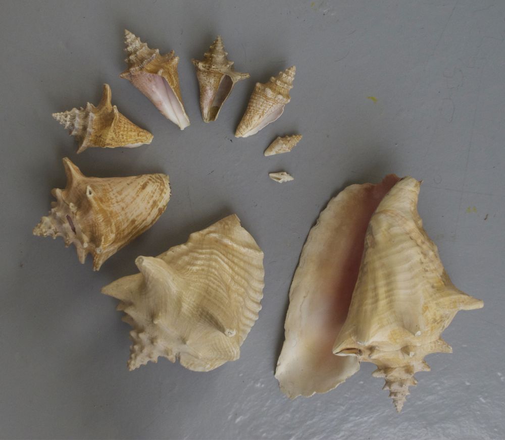 Time laps’ us ! | Evolution de coquillage du Lobatus gigas